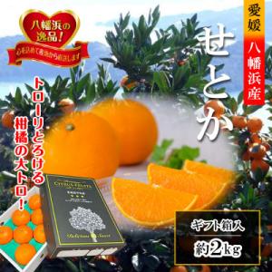 ふるさと納税 八幡浜市 2026年2月〜順次出荷　柑橘の大トロ「せとか」約2kg 【C39-55】