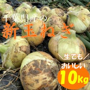 ふるさと納税 大網白里市 千葉県産　新玉ねぎ10kg　生でもおいしい【5月上旬から順次発送】たまねぎ...
