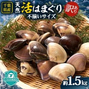 ふるさと納税 いすみ市 (( 訳あり ))　天然活はまぐり約1.5kg