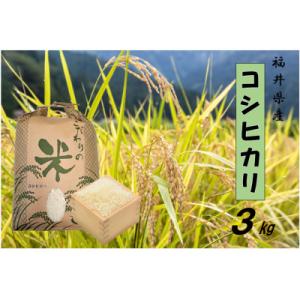 ふるさと納税 越前町 令和7年産　コシヒカリ(精米)　3kg