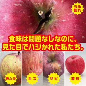 ふるさと納税 黒石市 【R6年12月中旬〜発送予定】訳あり 青森県産りんご「サンふじ」 約5kg(1...