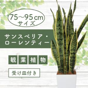 ふるさと納税 指宿市 【観葉植物】サンスベリア・ローレンティー75cm〜95cm(022-1411)