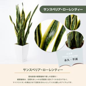 ふるさと納税 指宿市 【観葉植物】サンスベリア...の詳細画像1