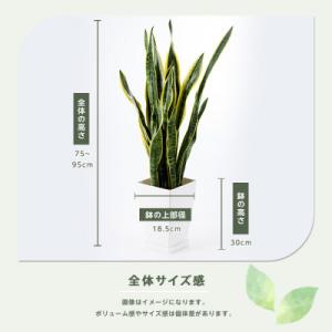 ふるさと納税 指宿市 【観葉植物】サンスベリア...の詳細画像2