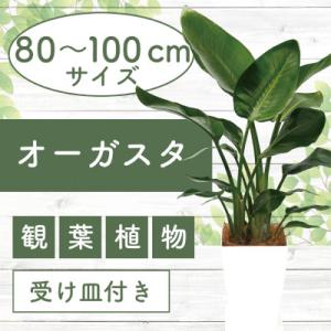 ふるさと納税 指宿市 【観葉植物】オーガスタ80cm〜100cm(025-1382)