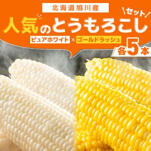 ふるさと納税 旭川市 2026年先行受付北海道とうもろこし10本セットピュアホワイト5本×ゴールドラ...