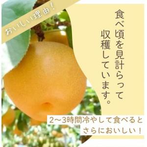ふるさと納税 船橋市 船橋の梨 「あきづき」 ...の詳細画像2