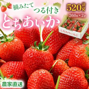 ふるさと納税 鹿沼市 いちご王国 栃木県産 とちあいか 260g×2P 新鮮こだわり つる付き農家直送3月〜5月順次発送