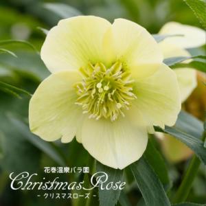 ふるさと納税 花巻市 花巻温泉バラ園で育った「クリスマスローズ」苗<2027年2月中旬より順次発送>