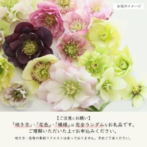 ふるさと納税 花巻市 花巻温泉バラ園で育った「...の詳細画像1