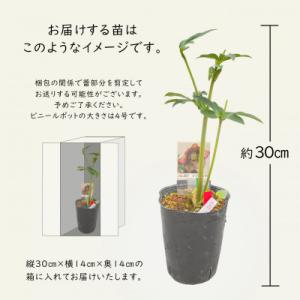 ふるさと納税 花巻市 花巻温泉バラ園で育った「...の詳細画像2