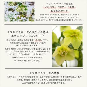 ふるさと納税 花巻市 花巻温泉バラ園で育った「...の詳細画像3