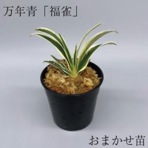 ふるさと納税 潮来市 万年青(おもと) 福雀