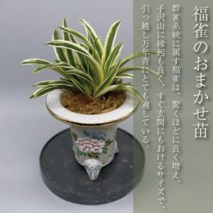 ふるさと納税 潮来市 万年青(おもと) 福雀の詳細画像1