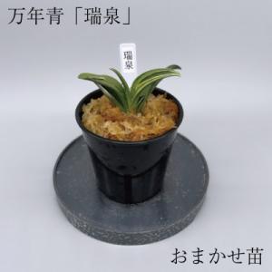 ディフェンバキア ティキ 7号 希少 レア プラ鉢入り : 久山植木ヤフー