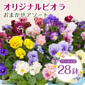 ふるさと納税 豊川市 オリジナルビオラおまかせアソート〈ベーシック 28鉢〉