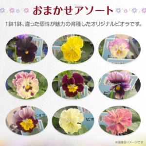 ふるさと納税 豊川市 オリジナルビオラおまかせ...の詳細画像1