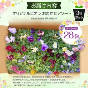 ふるさと納税 豊川市 オリジナルビオラおまかせ...の詳細画像3
