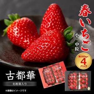 ふるさと納税 大和高田市 令和8年度　春いちご　古都華　約300g×4パック　合計約1200g｜Yahoo!ふるさと納税