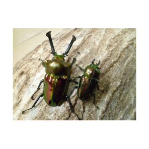 ふるさと納税 猪名川町 ニジイロクワガタ成虫ペア飼育セット付