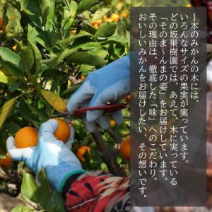 ふるさと納税 日高町 甘い!どの坂果樹園の早生...の詳細画像1