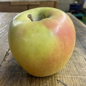 ふるさと納税 黒石市 人気沸騰中　名月　訳あり品　5kg(13個〜23個)【2026年11月より順次発送】