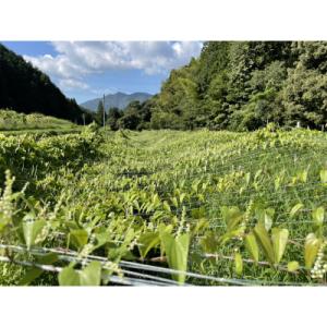 ふるさと納税 那珂川市 だしわりとろろ 20食...の詳細画像3