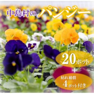 ふるさと納税 中島村 【先行予約】パンジー花苗セット(20+4ポット)