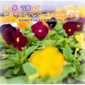 ふるさと納税 中島村 【先行予約】パンジー花苗...の詳細画像1