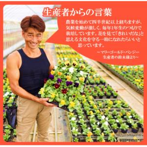ふるさと納税 中島村 【先行予約】パンジー花苗...の詳細画像2