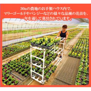 ふるさと納税 中島村 【先行予約】パンジー花苗...の詳細画像3