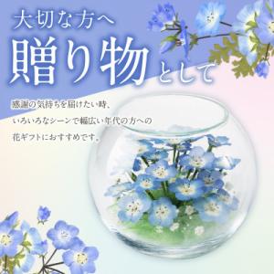 ふるさと納税 久留米市 ネモフィラとカスミ草の...の詳細画像1