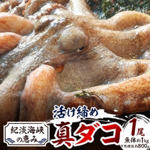 ふるさと納税 岬町 【活け締め】紀淡海峡の恵み・泉州みさき旬の魚/真ダコ1尾　　