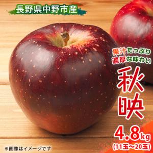ふるさと納税 中野市 【先行受付】 りんご 秋映 4.8kg 長野県産