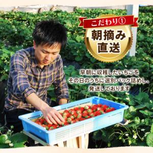 ふるさと納税 矢板市 【先行受付】【訳あり】栃...の詳細画像1