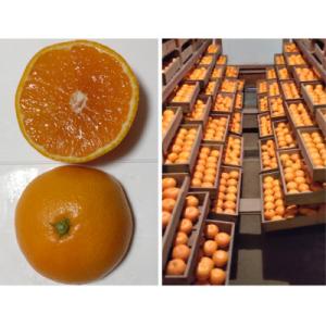 ふるさと納税 和泉市 隠れ名産地　蔵出し熟成和泉みかん(中玉・大玉サイズミックス)10kg