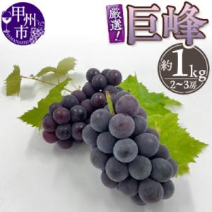 ふるさと納税 甲州市 2026年先行予約 厳選!山梨県甲州市産 巨峰 約1Kg (2〜3房)