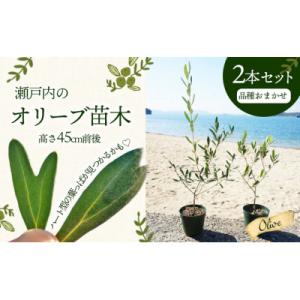 ふるさと納税 土庄町 【小豆島】瀬戸内小豆島のオリーブ苗木2本セット