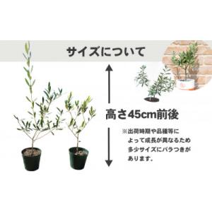 ふるさと納税 土庄町 【小豆島】瀬戸内小豆島の...の詳細画像1