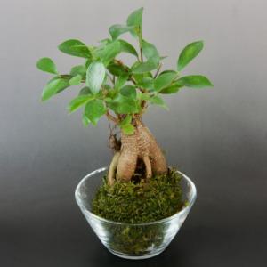 ふるさと納税 橋本市 苔玉　ガジュマル