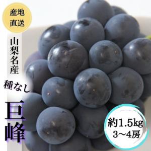 ふるさと納税 甲州市 ◆2026年先行受付◆産地直送 山梨の恵み!種なし巨峰 約1.5kg(3〜4房)