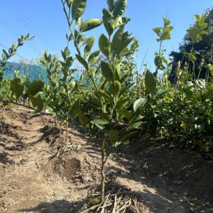 ふるさと納税 湯浅町 みかん苗木　【由良早生】2本