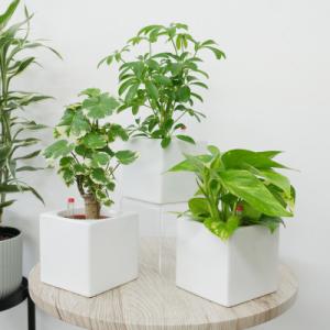 ふるさと納税 岡崎市 ハイミニフィット白角3個セット【オススメの観葉植物でお届け】