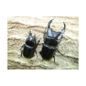 ふるさと納税 猪名川町 国産オオクワガタ成虫ペア