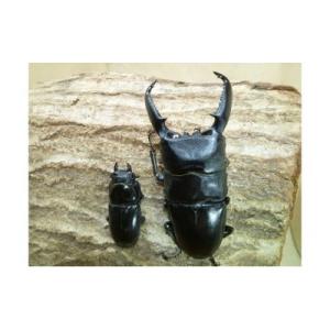 ふるさと納税 猪名川町 パラワンオオヒラタ成虫ペア