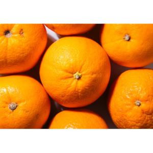 ふるさと納税 海南市 【2026年1月より順次発送】森本農園の木成りネーブルオレンジ　訳あり　8kg