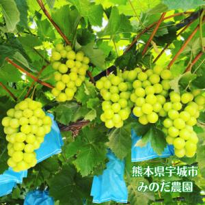ふるさと納税 宇城市 【先行予約】【数量限定】...の詳細画像1