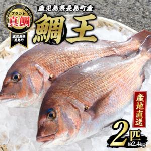 ふるさと納税 長島町 長島町特産「鯛王」(2匹・約2.4kg) 長島町 特産品 ブランド 真鯛【JF...
