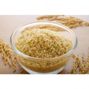 ふるさと納税 長野県 数量限定!コシヒカリ 玄米10kg(5kg×2袋)【栽培期間中低農薬 】令和7年産 長野県東御市産