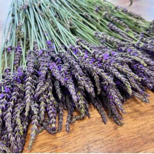 ふるさと納税 池田町 ラベンダー生花　グロッソ500g